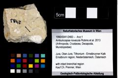 Foto (Objekt + Etikett) von Ambulocapsa novacula (Robins et al., 2013)  (NHMW-GEO-1990-0041-2483)